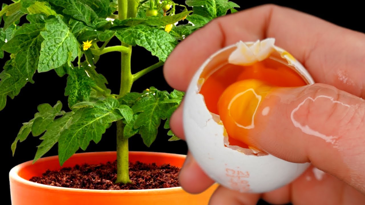 За 24 Часа у Томатов и Перца Стебель Толще Пальца! Поливаю Этим! Урожай Нарастает Тоннами