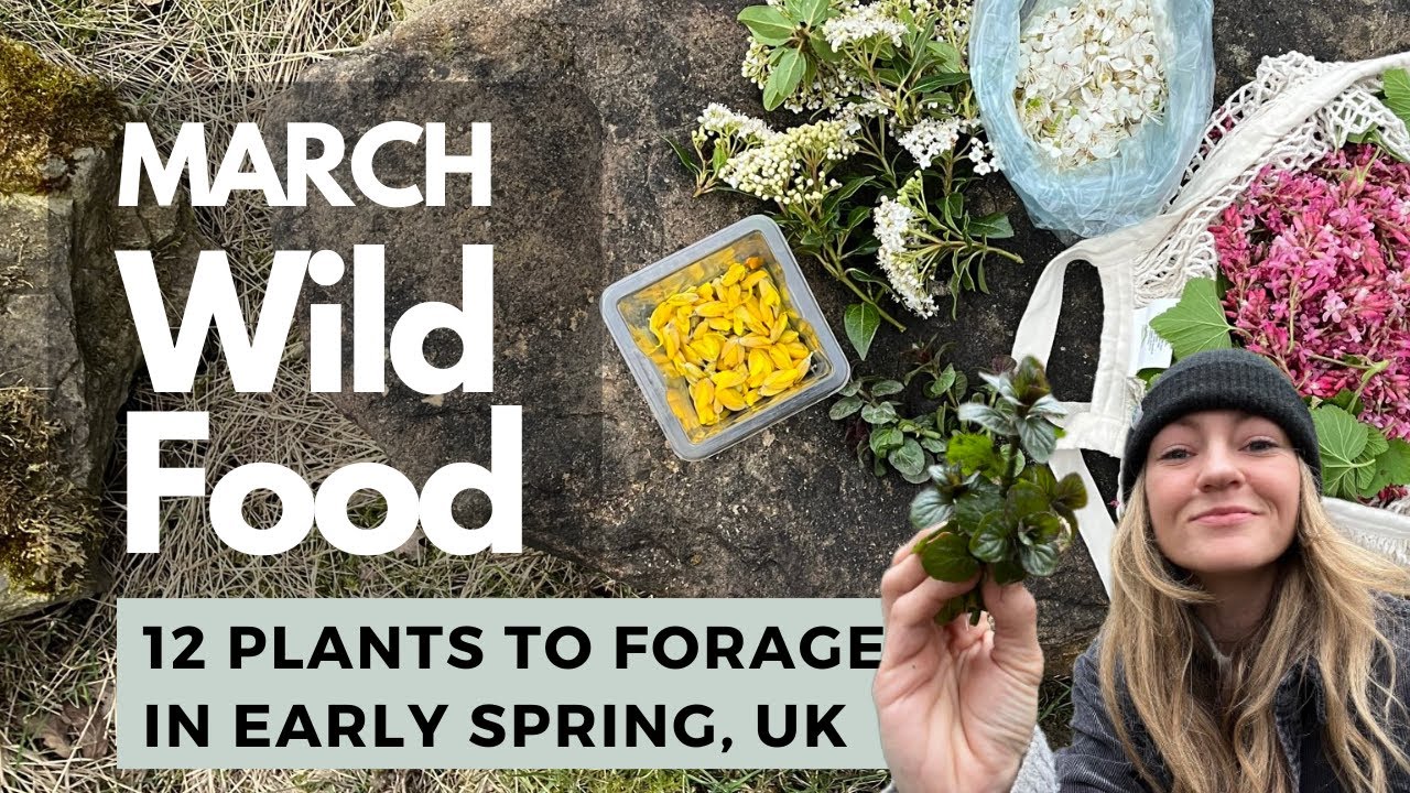 March Wild Food - The First Forage of Spring! | UK Foraging