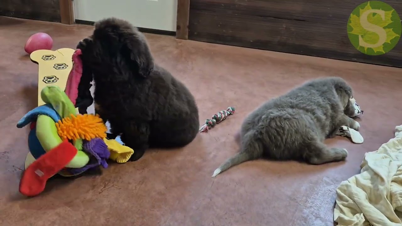 Denver and Winston