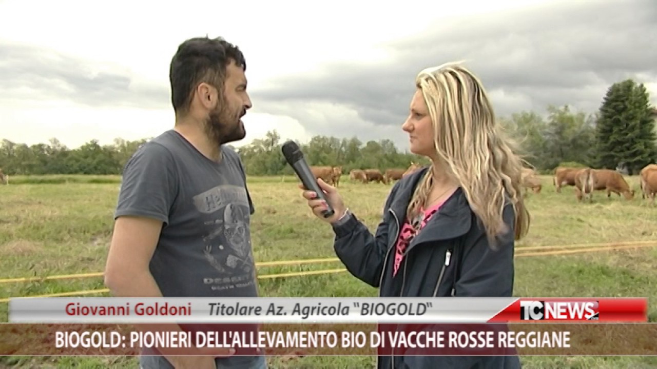 Biogold: pionieri dell'allevamento bio di vacche rosse reggiane