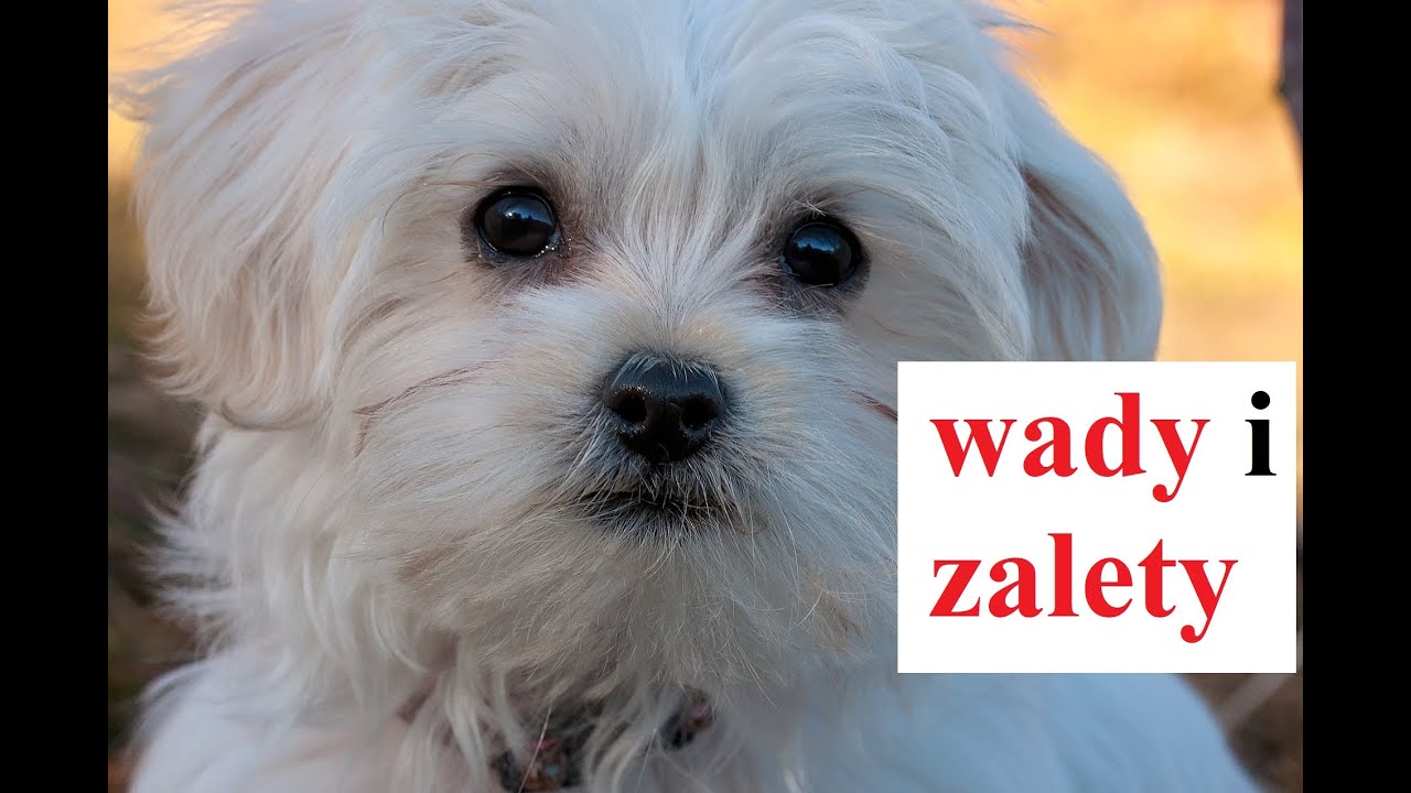 MALTAŃCZYK - wady i zalety
