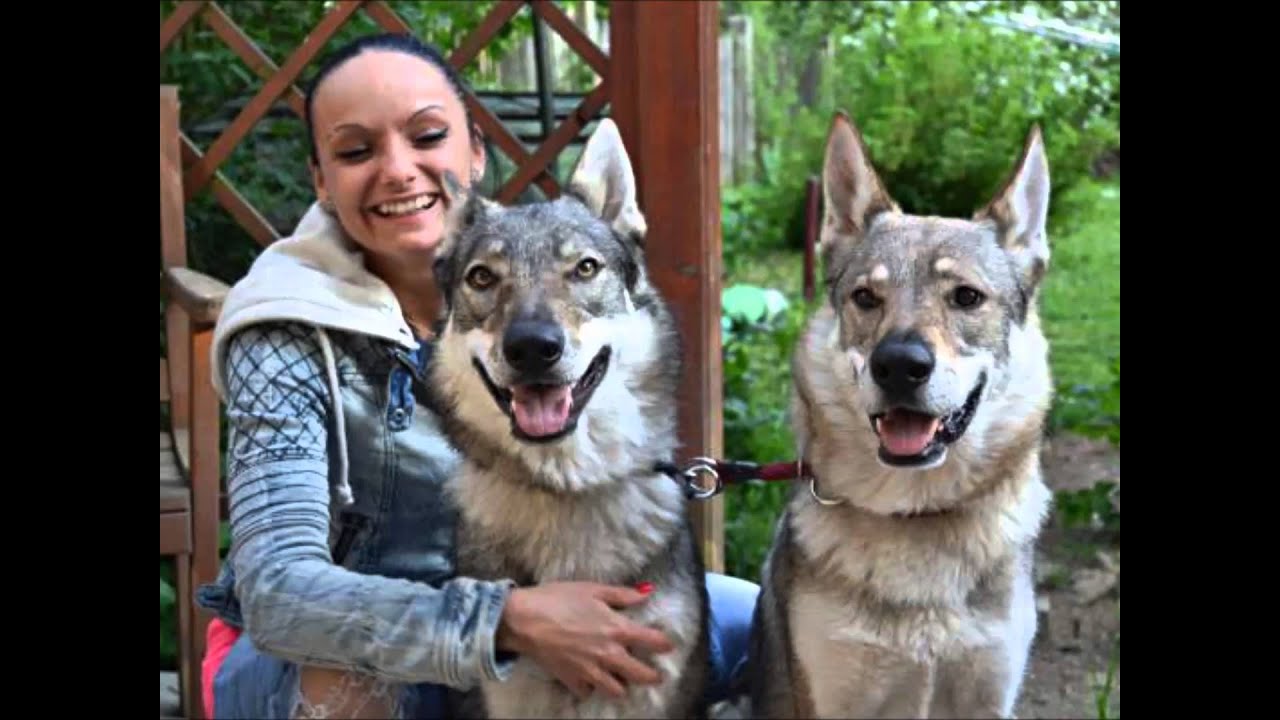 4 roky s československý vlčák -  Ebi z Kopáčkova dvora