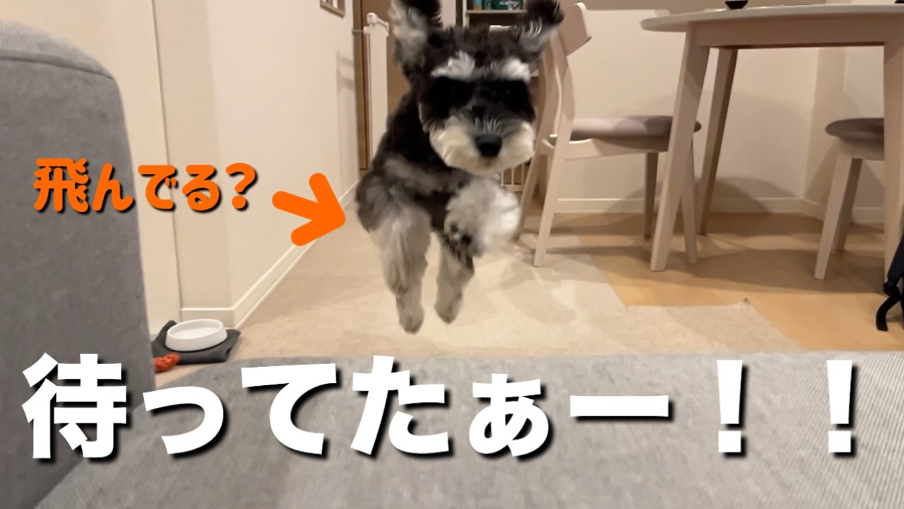 【再会】1ヶ月半ぶりに会社へ。帰宅した時の愛犬の反応が凄まじかったｗ