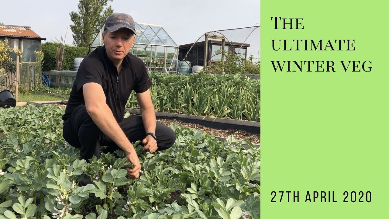 Favourite fruits and veggies - field bean tips