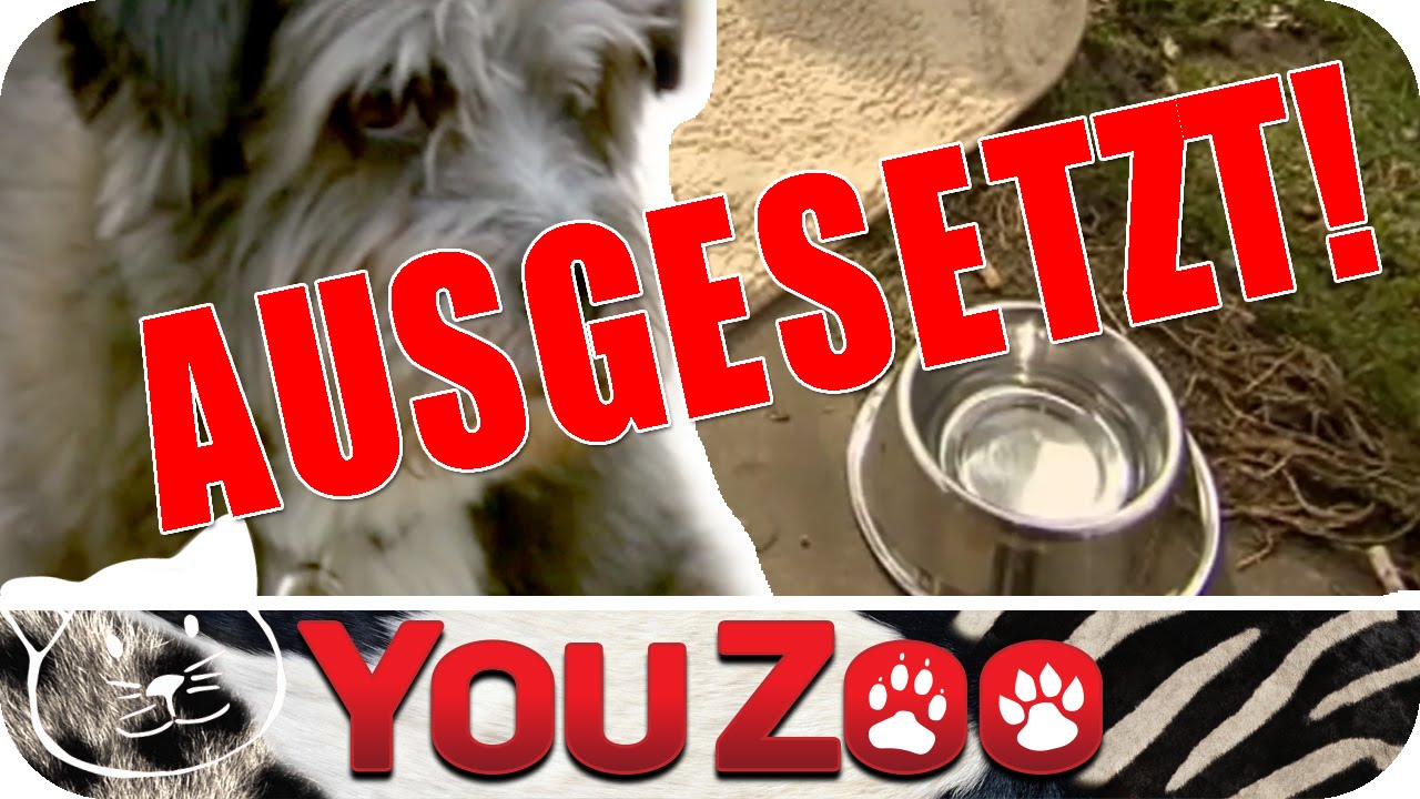 AUSGESETZT I Wie reagieren Passanten auf einen ausgesetzten Hund? I ausgesetzter Hund