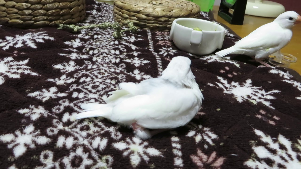 【文鳥団地】障害のある白文鳥ヒナの初フライト