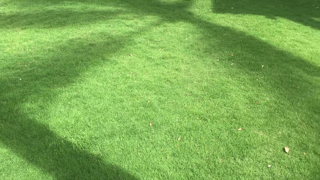 Learn how to create and develop beautiful manicured lawns