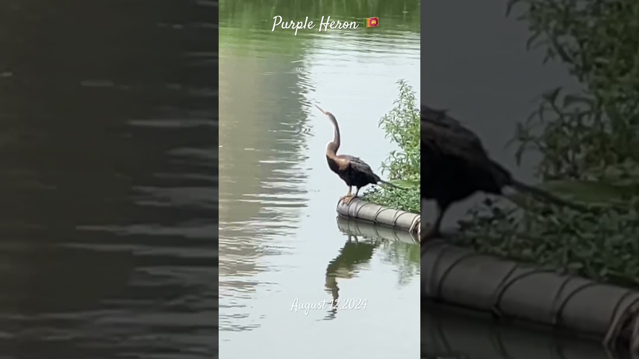 🇱🇰 Purple Heron #birds #birdsofasia #birdspecies #herons