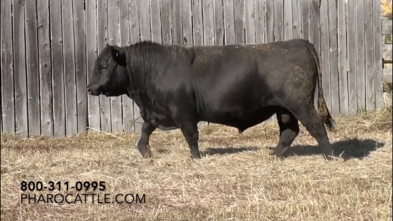 Herd Qutter® Minute - Bred in, Not Fed in