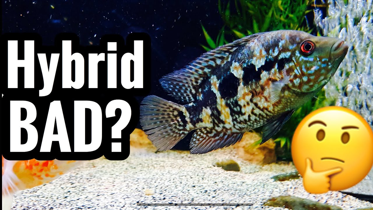 Jaguar Cichlid Fish Hybridized with Texas Cichlid