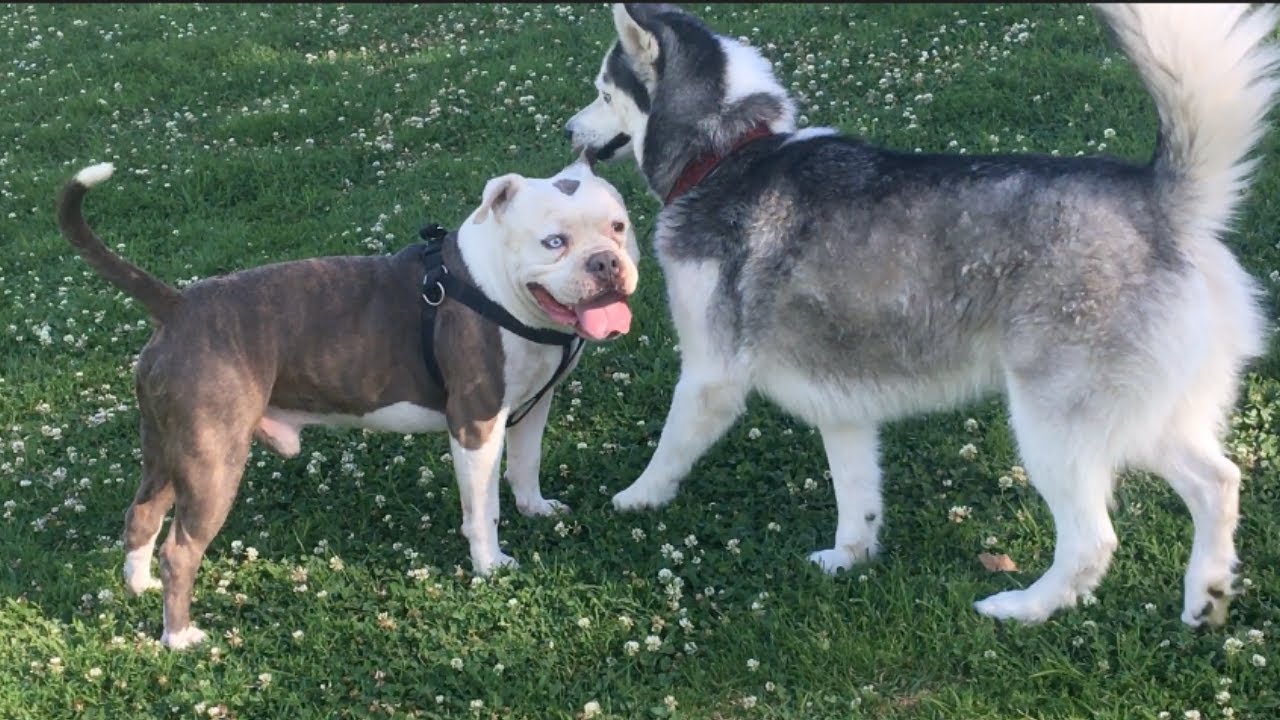 A Husky gets Feisty at a Dog Park