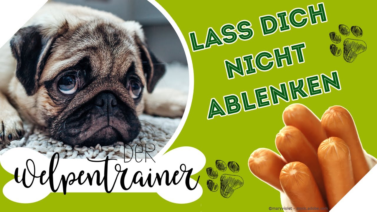 Starken Reizen widerstehen: So hört dein Hund auf dich! | Der Welpentrainer | sixx