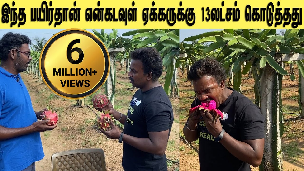 இந்த பயிர்தான் என்கடவுள் ஏக்கருக்கு 13லட்சம் கொடுத்தது/This crop gave 13 lakhs per acre