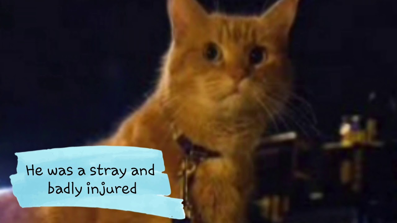 A Street Cat Named Bob: 15/06/2020