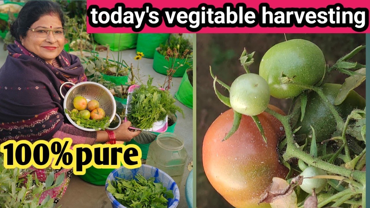 100%peaceful organic Harvesting | chemical Free | taste of hardwork | my best desi vegitables growth