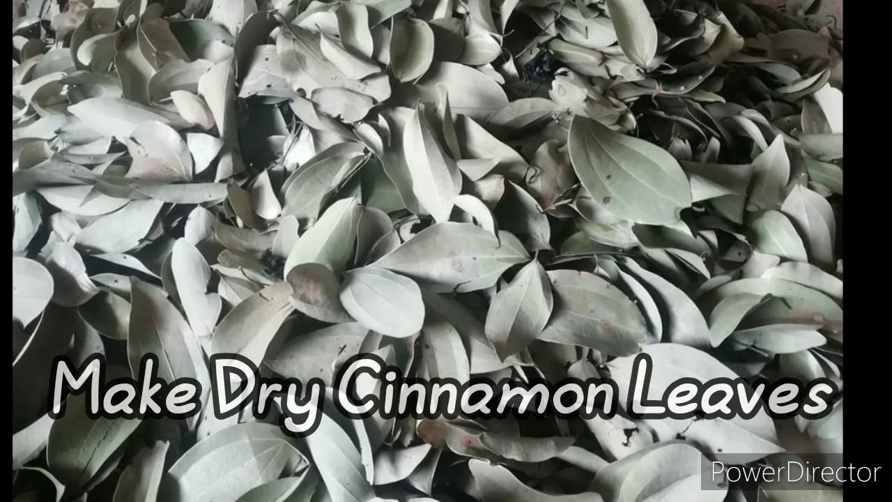 Cinnamon Products. Dry Cinnamon Leaves