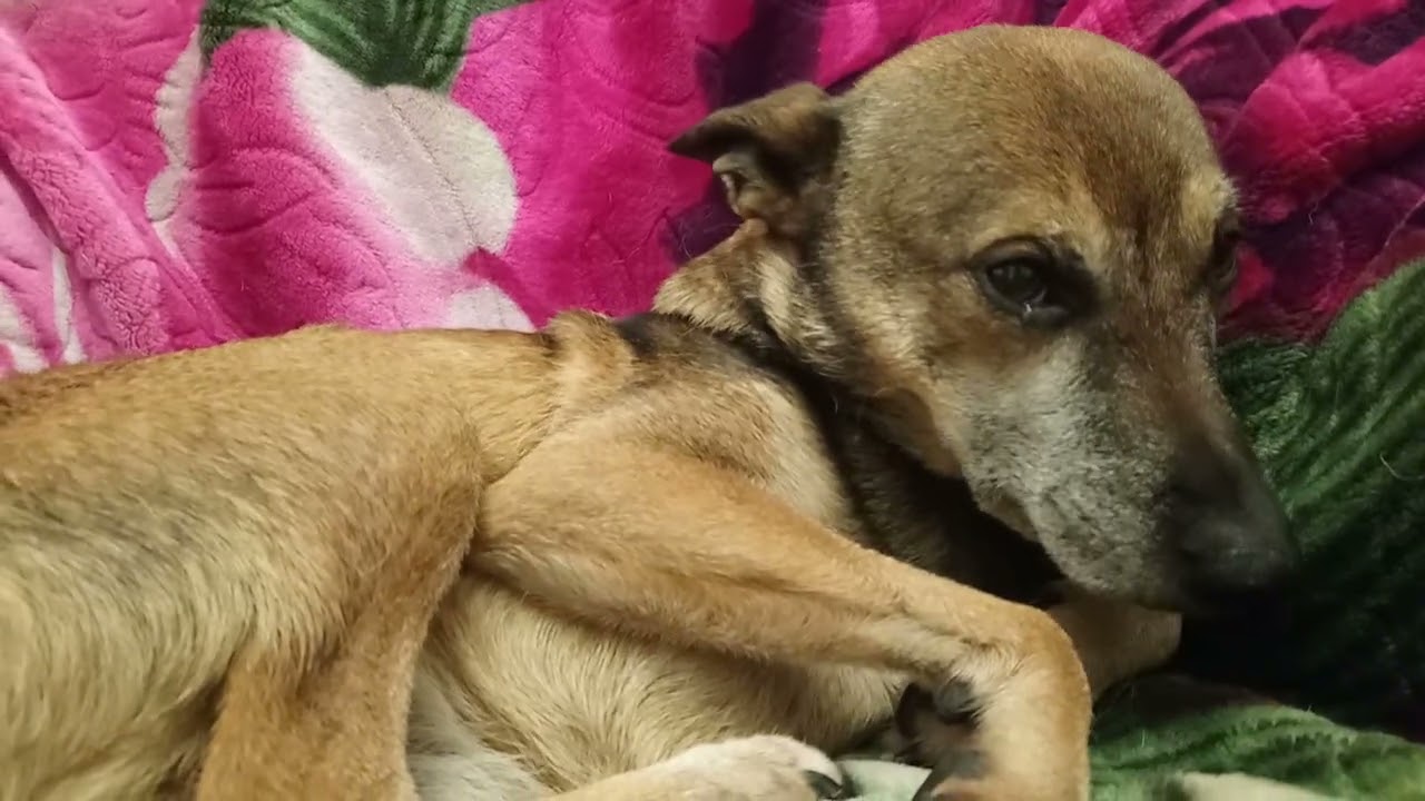 Il mio lupetto Leo quando aveva 18 anni 😥.