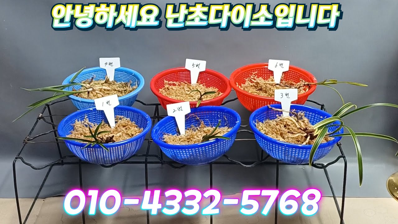 1월29일(목요일) 야무진 종자 만나보세요 