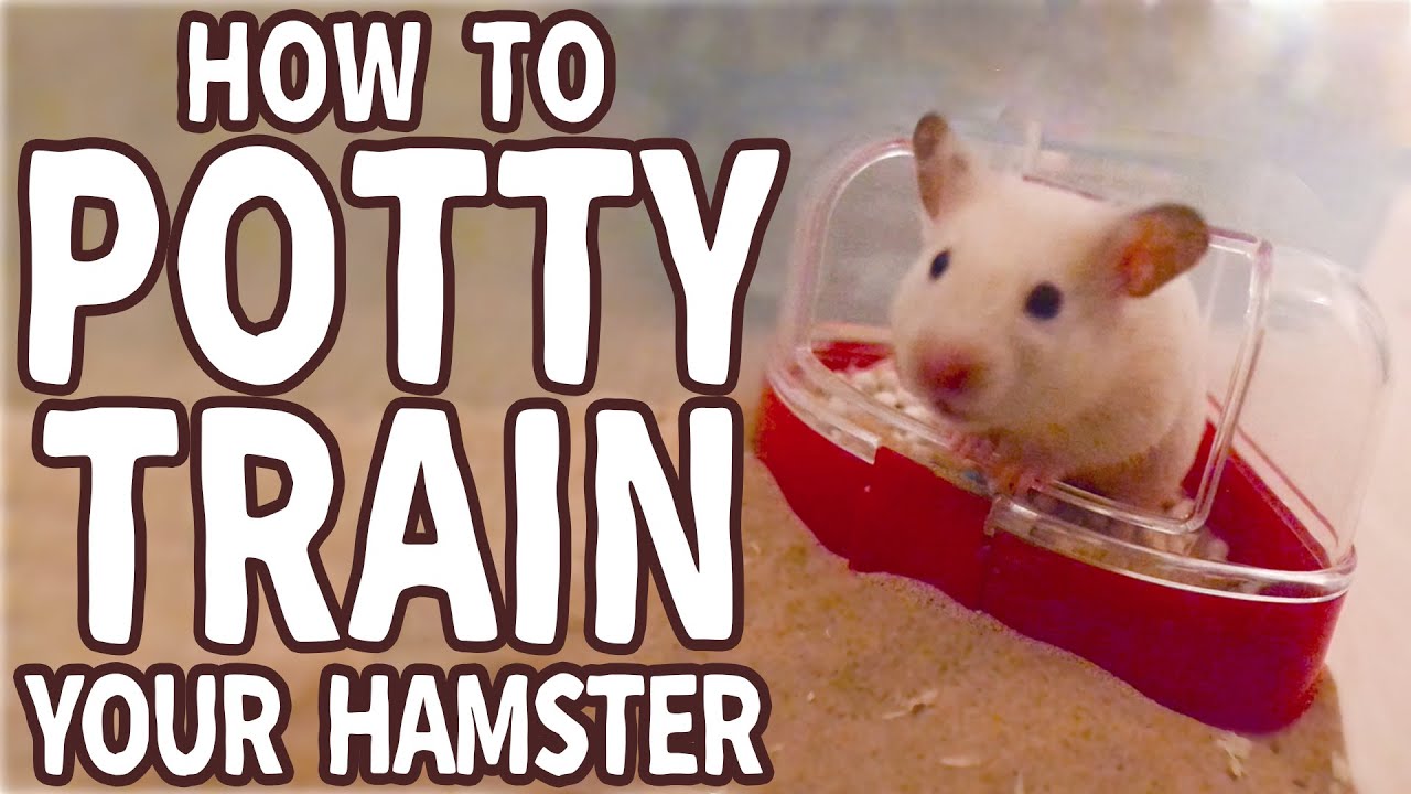 🐹 How to Potty Train Your Hamster 🐹