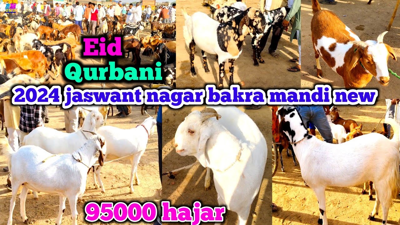 May 1 2024 jaswant nagar bakra mandi new video Eid Qurbani 95000 hajar Khassi bakre zkd update