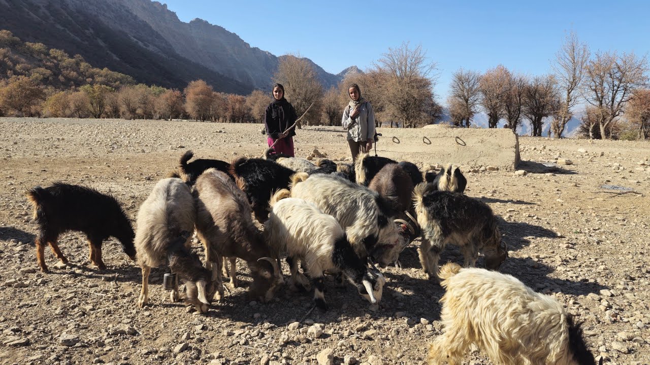 Iranian Nomadic Life; Goat Herding & Wild Hawthorn Harvesting; by the Girls and Real Life