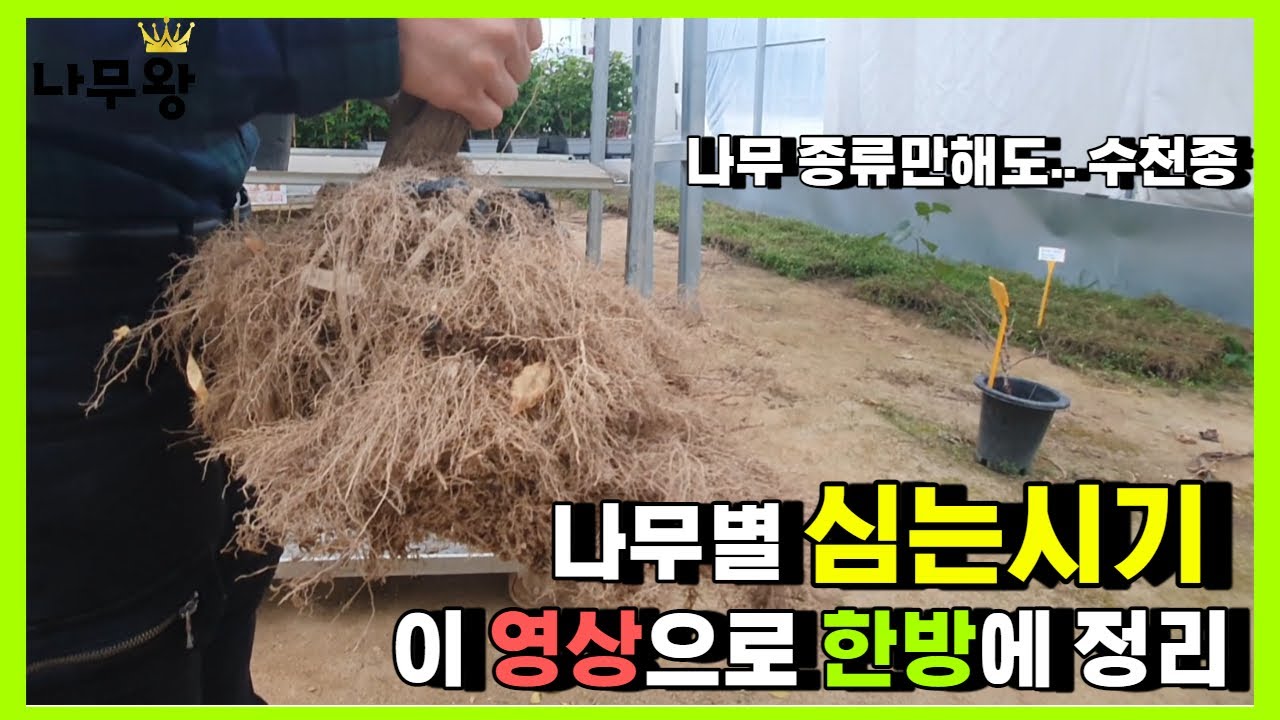 나무는 언제 심을까? 나무별 심는 시기 이 영상으로 한방에 해결! (나무 식재 시기, 나무 심는 시기)