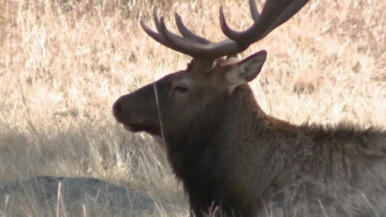 FOX31 goes on wildlife safety ride along with CSP