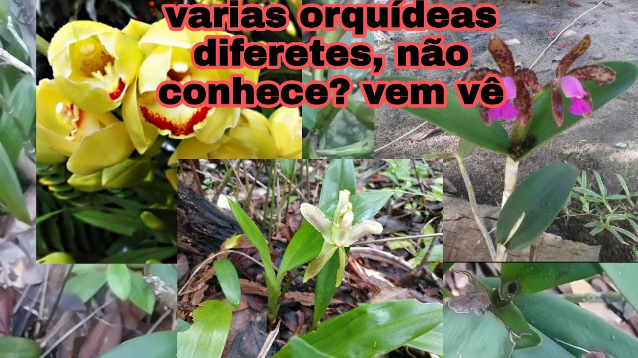 Achei o Paraíso perdido das orquídeas. I found the lost paradise of orchids.