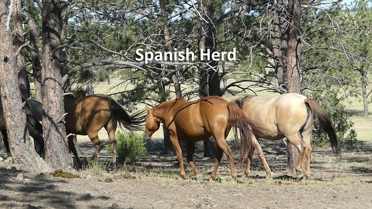 Spanish Mustangs | Into the Woods | Black Hills Wild Horse Sanctuary