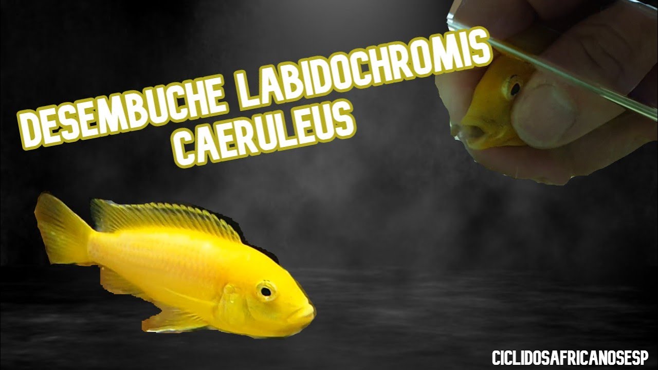 Desembuche Labidochromis Caeruleus