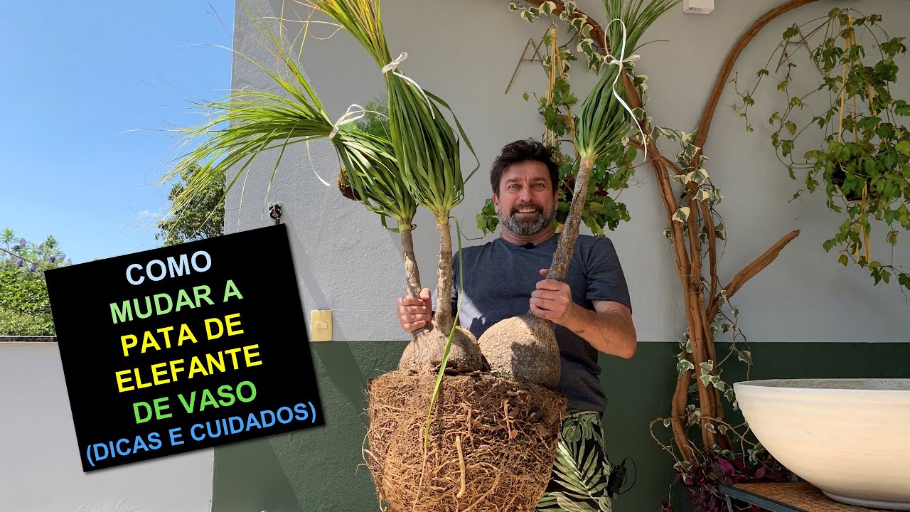 Como Mudar a Pata de Elefante de Vaso - Dicas e Cuidados