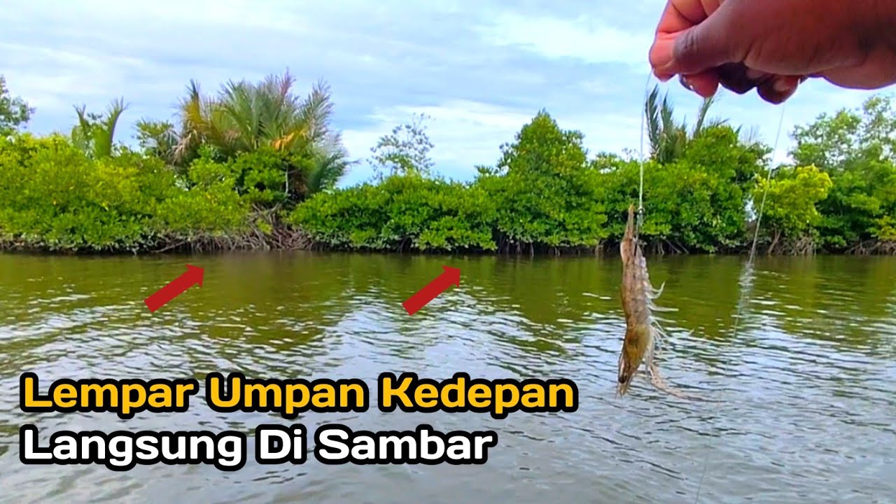 LANGSUNG DI SAMBAR..!! Saat Melawan Barramundi Besar Penghuni Sungai Manggrove