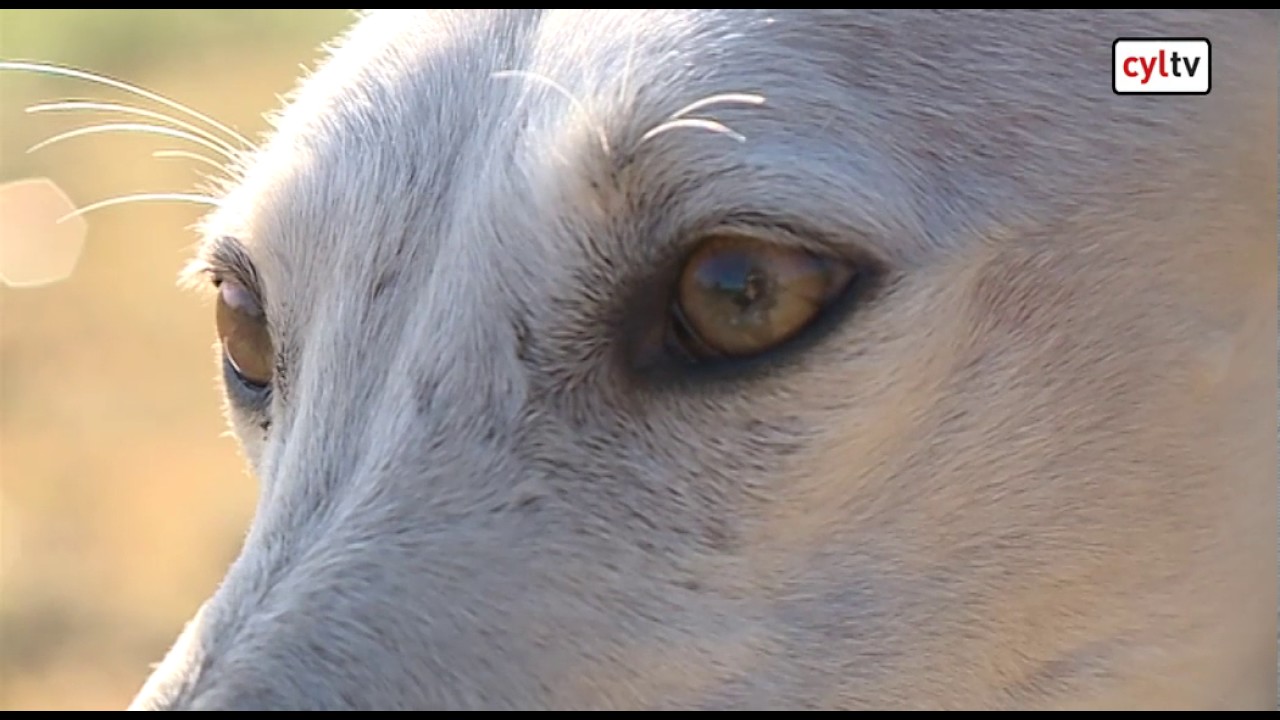 Febrero y marzo, meses 'fatales' para los galgos