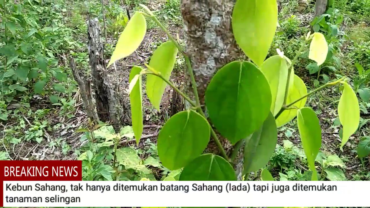 Kebun Sahang (Lada), andalan petani Bangka Belitung