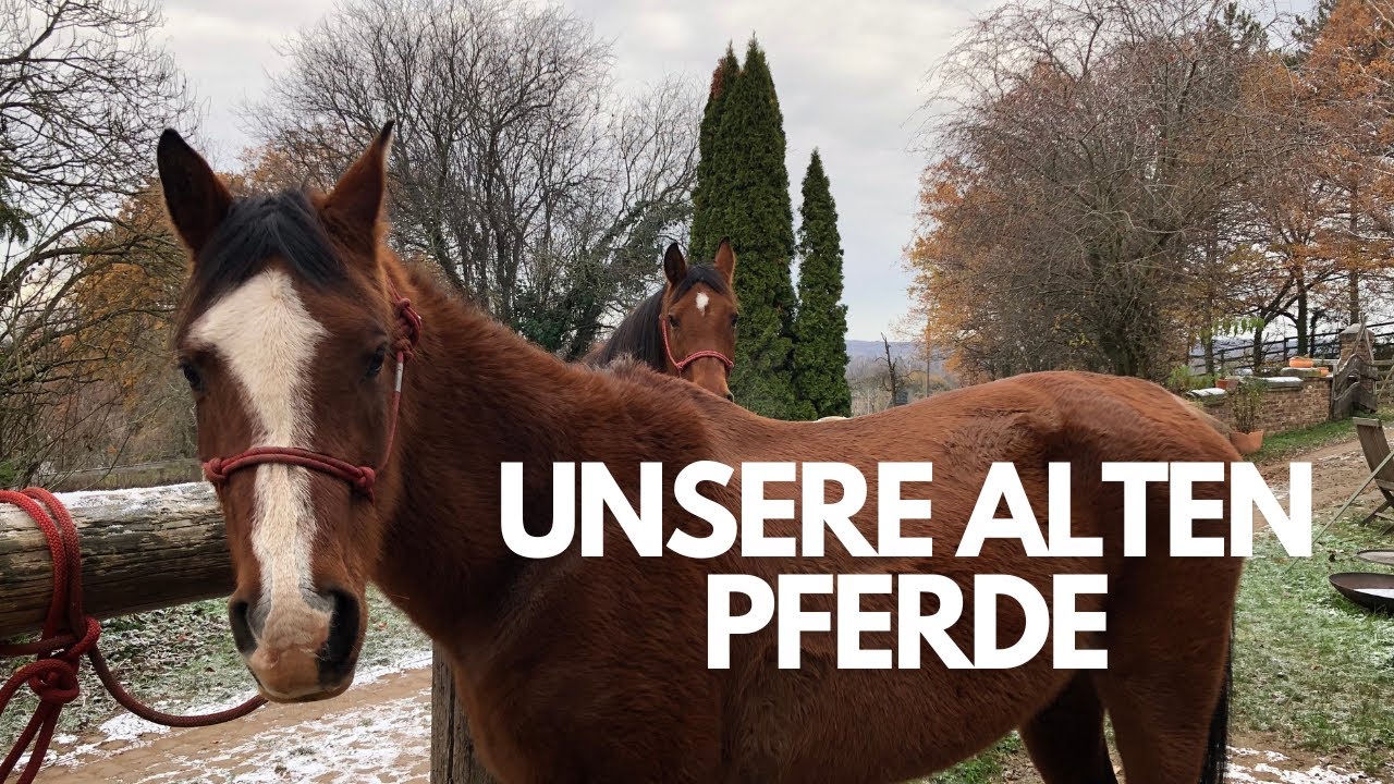 Unsere alten Pferde  - wie wir Haltung, Fütterung und Umgang managen