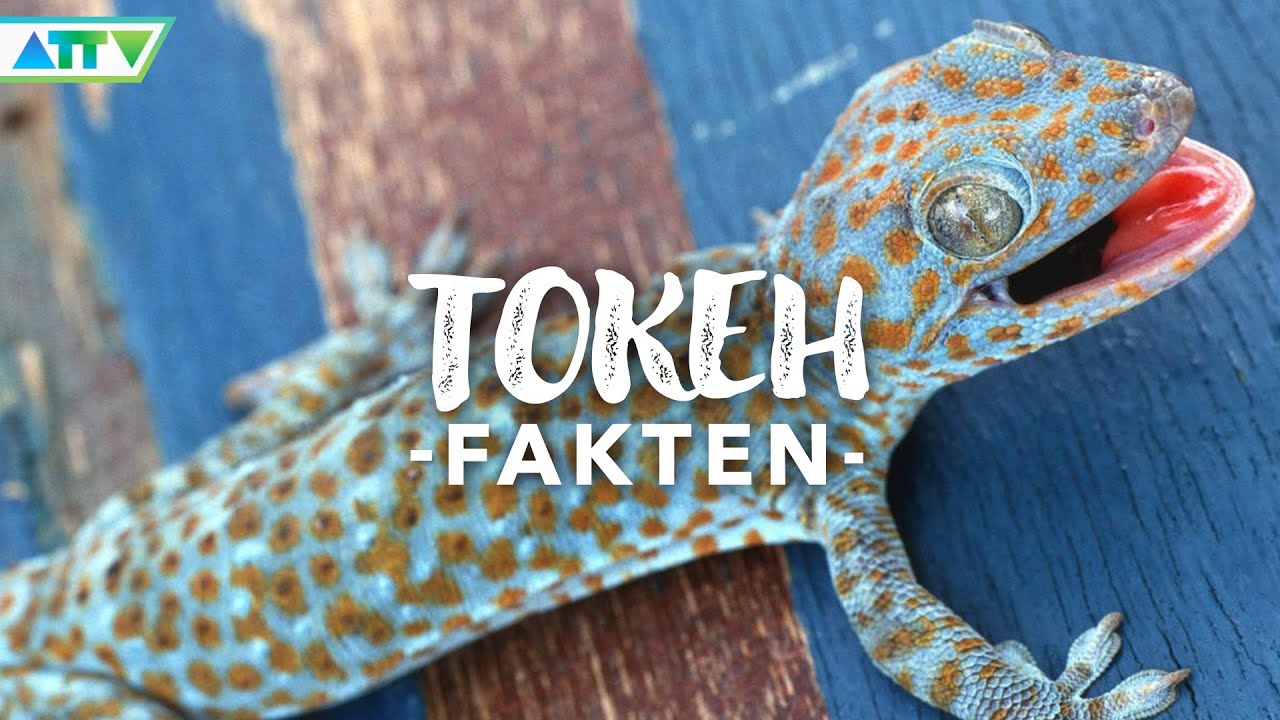 🦎 TOKEH / TOKEE - Alle wichtigen Informationen in 100 Sekunden