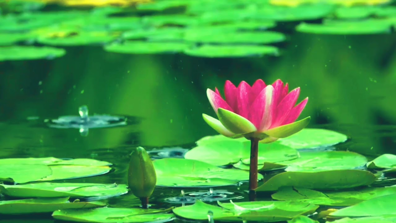 Meditation Music Soothing Relaxing Fresh And Relaxing Music - Calm Piano & Guitar Khmervirakboth22