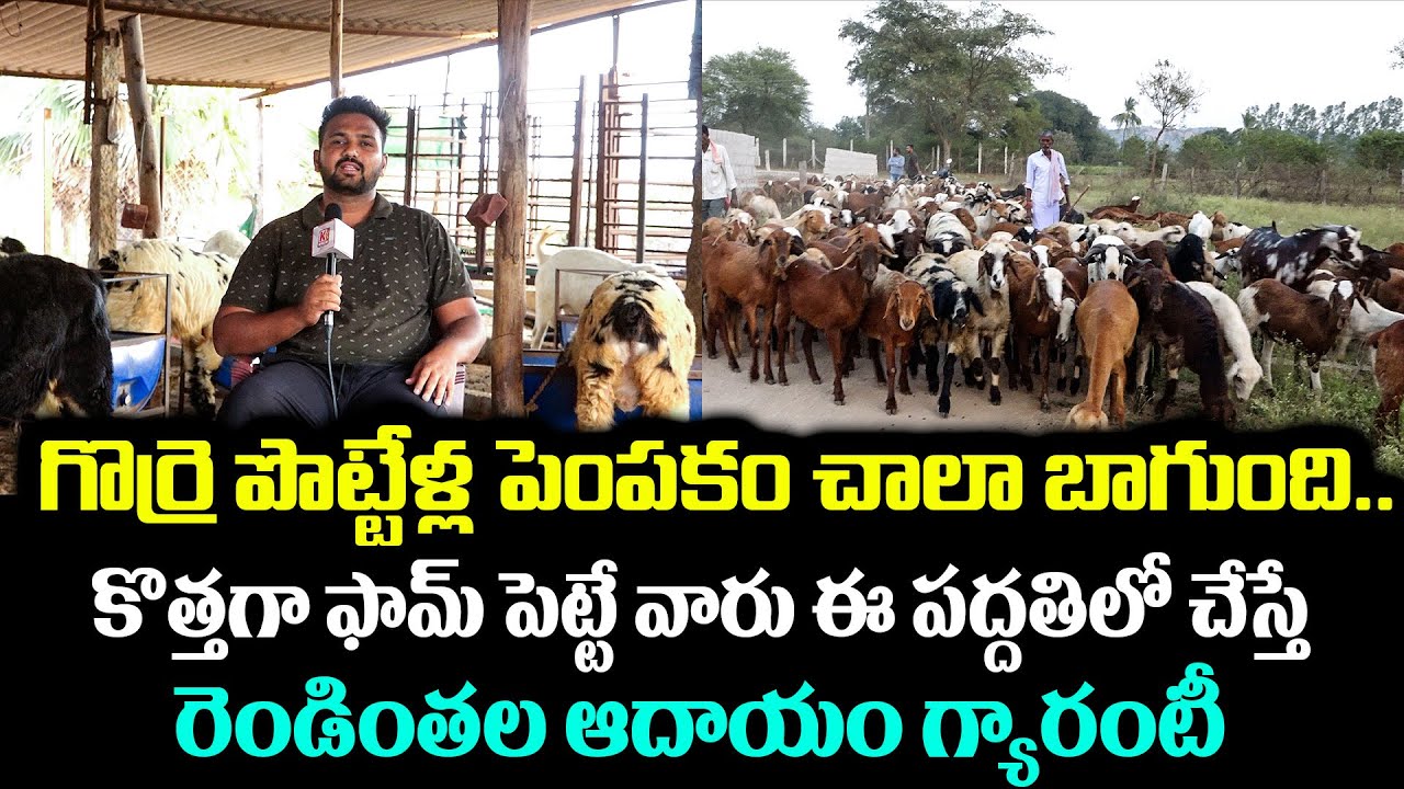 8 ఏళ్లుగా పొట్టేళ్లను పెంచుతున్న ఆదాయం బాగుంది | Sheep & Goat Farm | Gorre Pottellu | Kiran TV Rythu