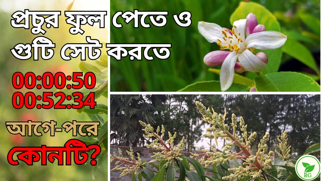 আম-লেবু গাছে বেশি ফুল-ফলের জন্য কোন ২টি NPK মাস্ট? Boost Mango & Lemon Harvest with Only 2 NPKs