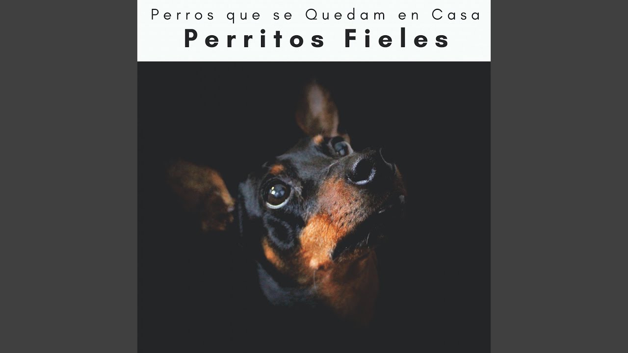 Amor Para Perro Amigable