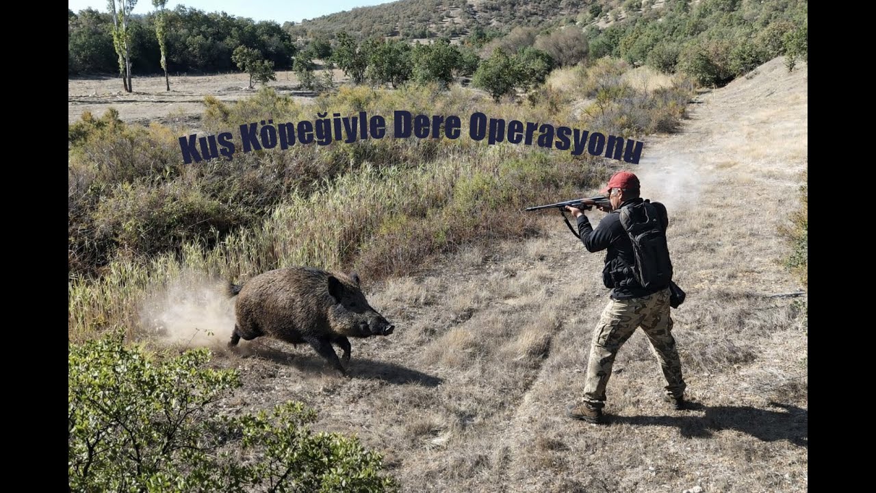 Kuş Köpeğiyle Derede Nefes Kesen Domuz Avı Adrenalin Dolu 