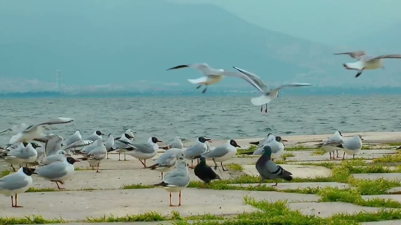 खालार: 1/04/2025 इं इसोरिया महा श'भायाव आइ गुरुआ होनाय गियान बानि ।