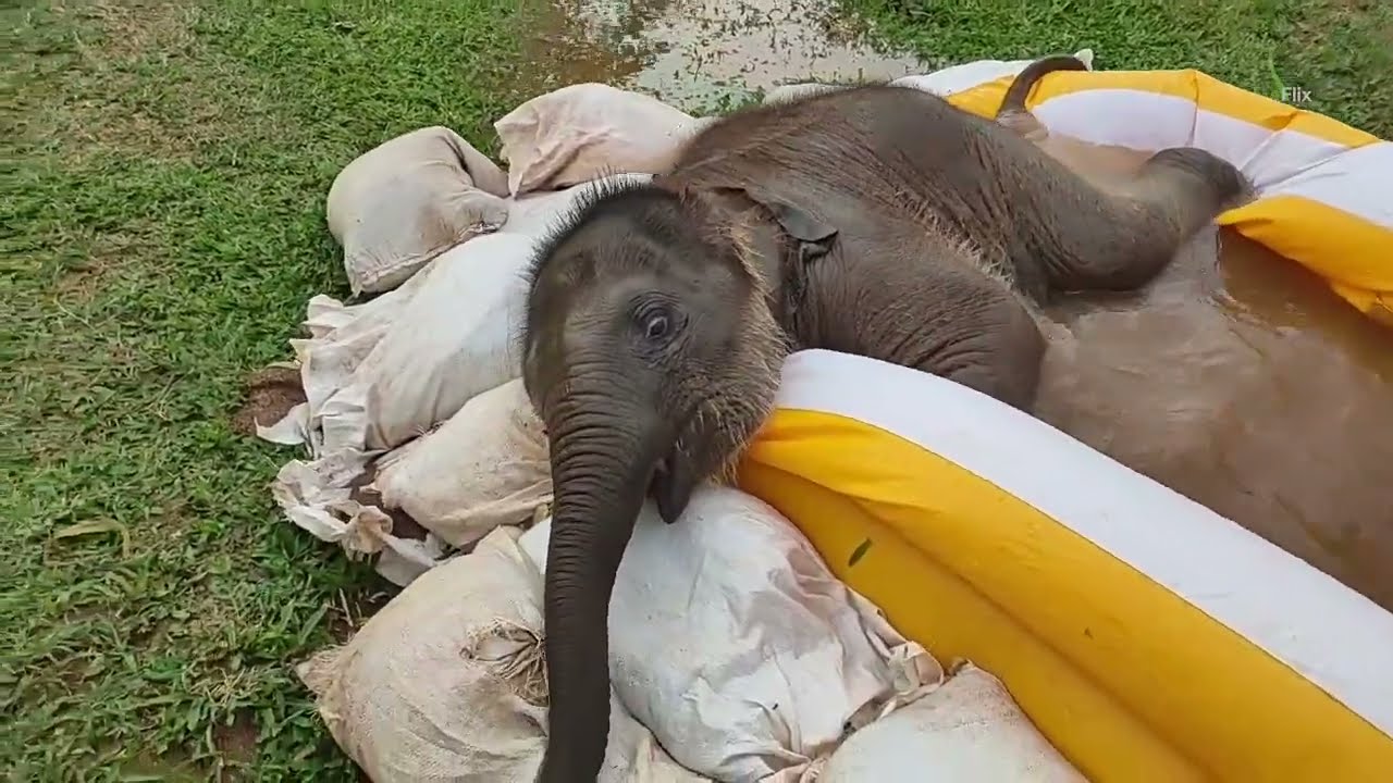 Pyi Mai and her new pool - EleFlix