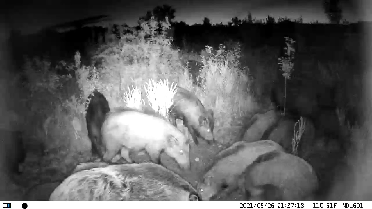 Divlje svinje hranili&scaron;te 01