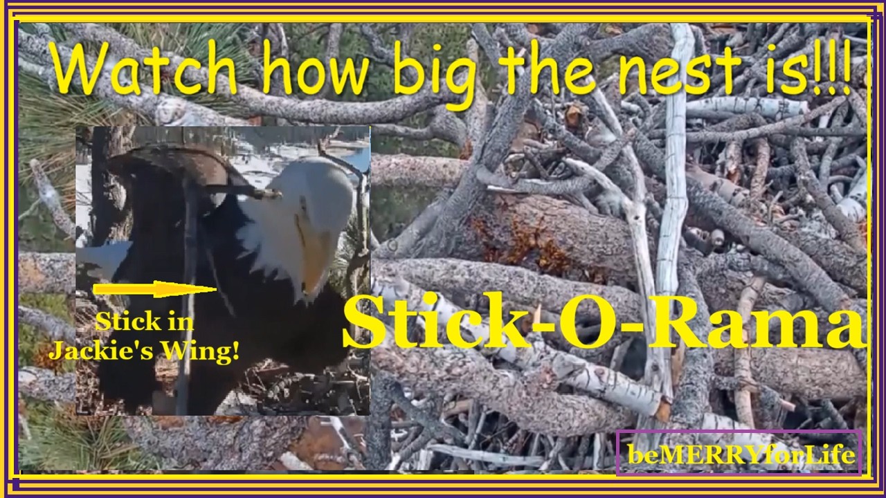 FOBBV Sticky Situation 2 15 2026