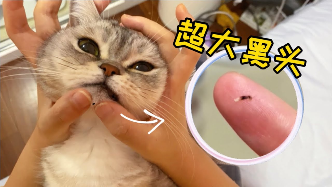 超解壓！趁著貓撒嬌，迅速擠個黑頭，它會生氣嗎？
