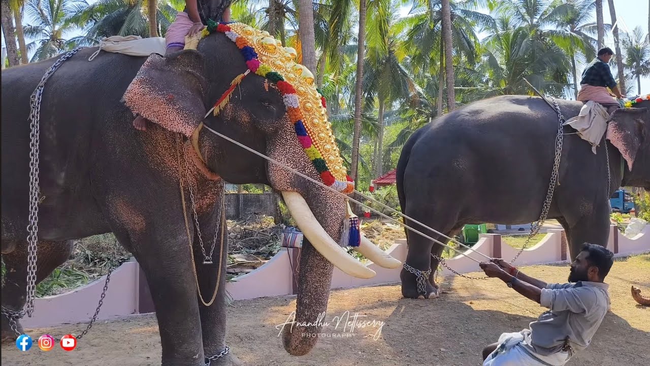 ഗുരുവായൂർ ദേവസ്വം താമരയൂർ പൂരത്തിനെത്തിയ ഗുരുവായൂർ കൃഷ്ണ, രവികൃഷ്ണൻ,ഗോപീകൃഷ്ണൻ, ചെന്താമരാക്ഷൻ