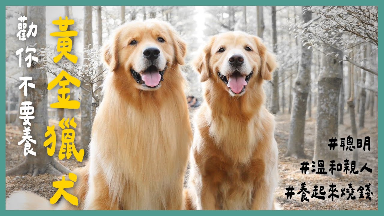黃金獵犬和你想的不一樣？！狗狗情緒穩定這樣訓練！養阿金以前必看！《勸你不要養》EP6 l 蝌蚪老師與三桃