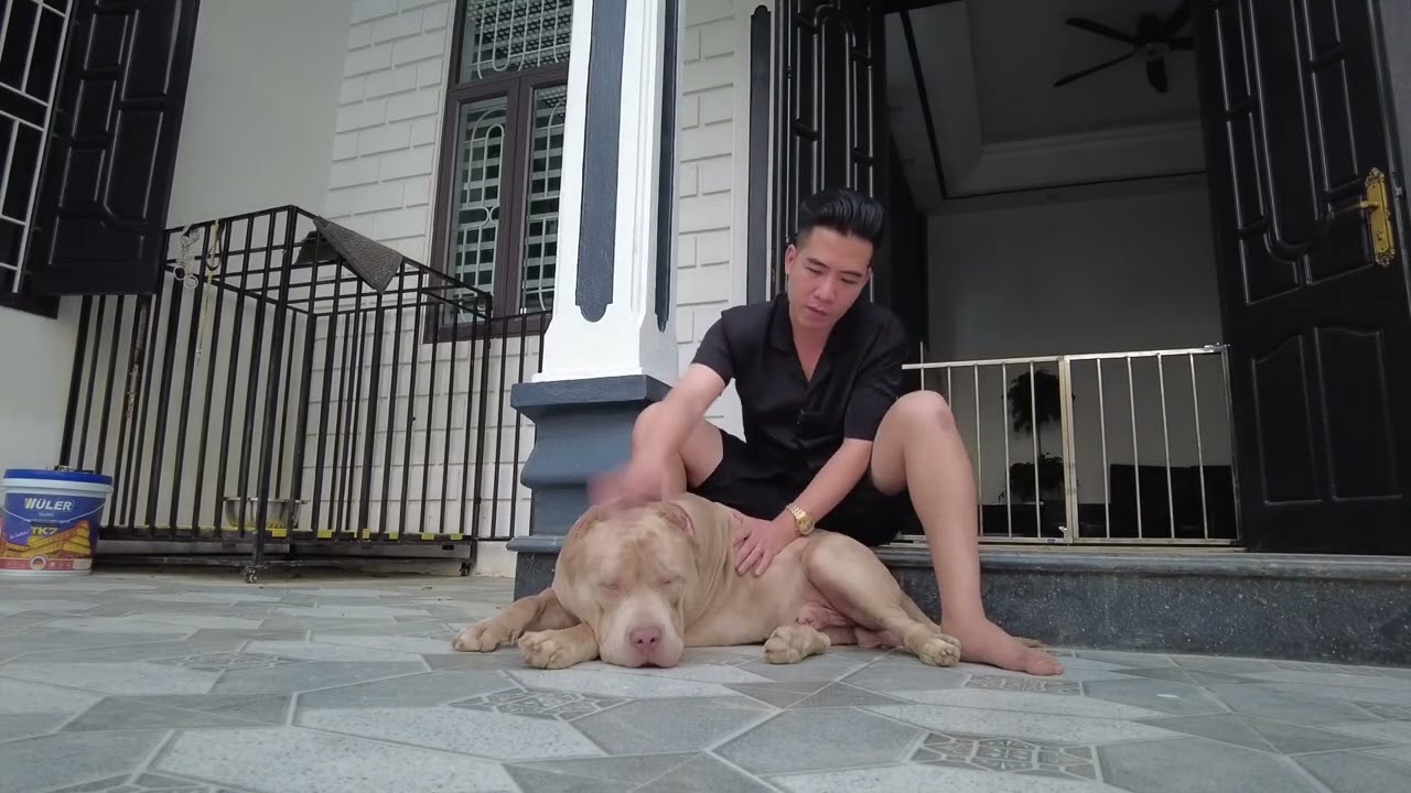 Một chú chó Bully XL tại Việt Nam có giá bao nhiêu | Bully XL Khổng Lồ