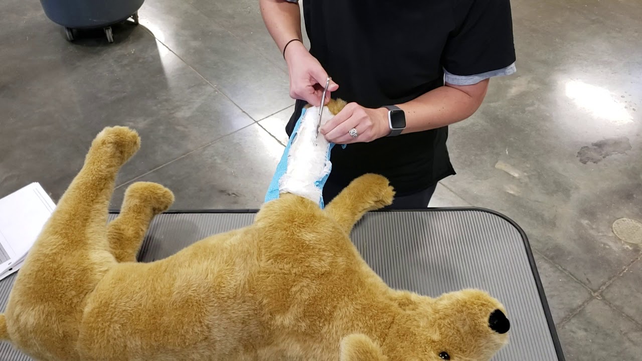Vet Science CDE- Bandage Removal